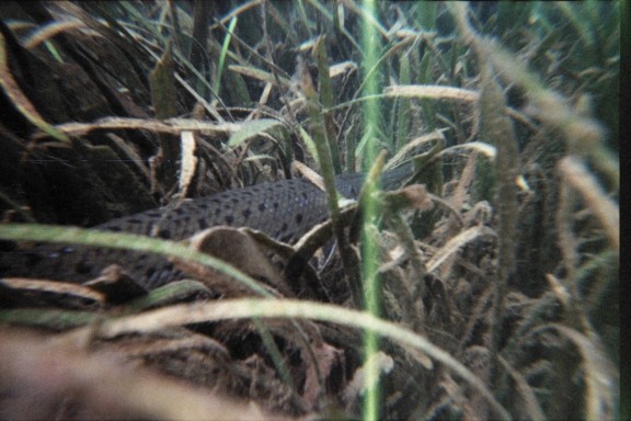 Florida, Rainbow River