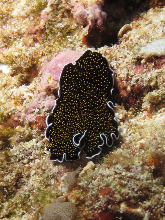 Nusapenida, Indonesia