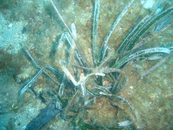Torroella de Montgrí, España
