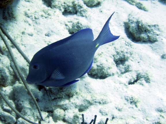 Kralendijk, Netherlands Antilles
