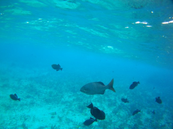 Alice Town, The Bahamas