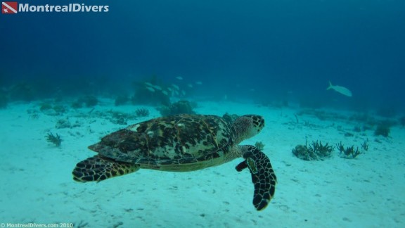 Bonaire