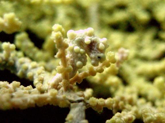 Cebu, Filippinerna