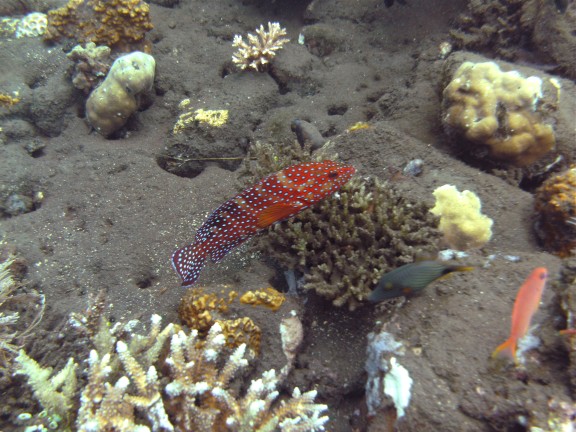 Kubu, Indonesia