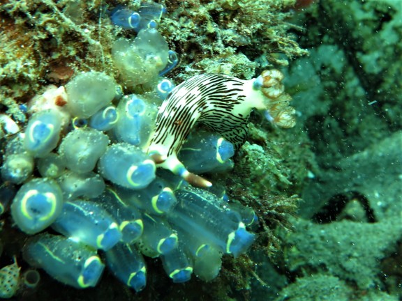 Dauin, Philippinen