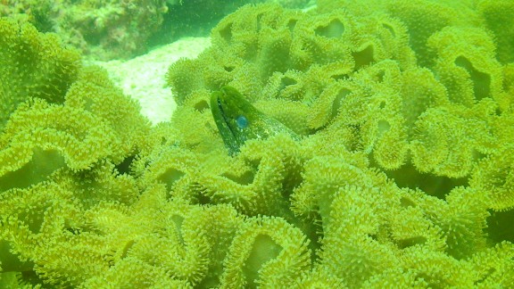 The Gulf of Oman