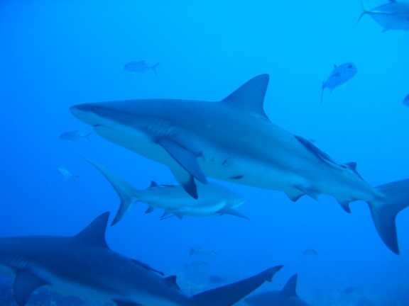 Honduras Roatan