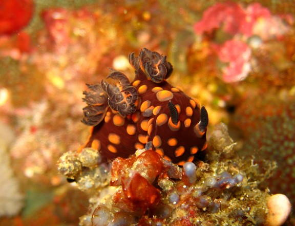 Cebu, Filippinerna