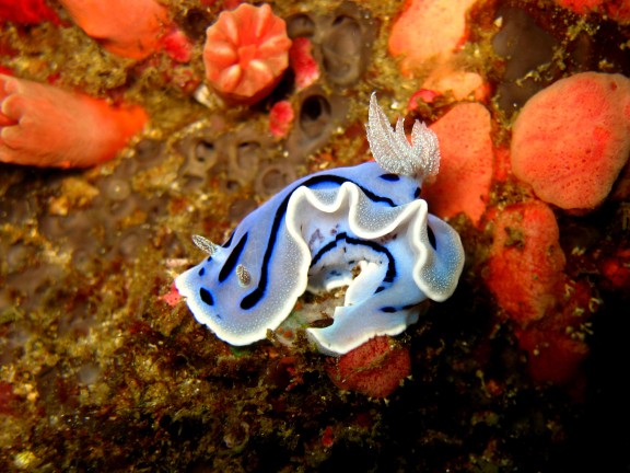 Cebu, Filippinerna