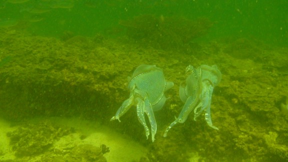 The Gulf of Oman