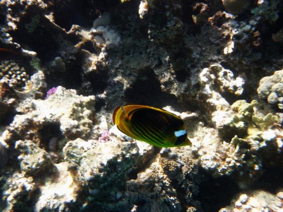 Dahab, Egypt