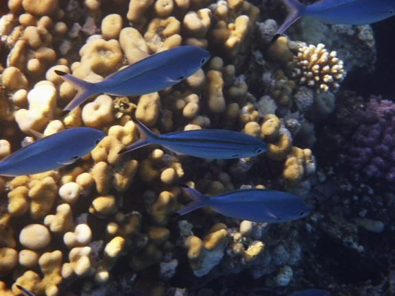 Dahab, Egypt
