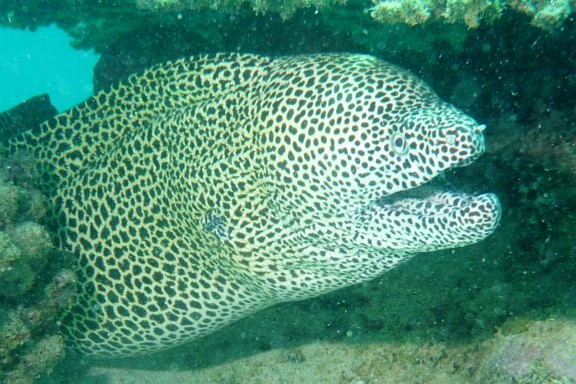 Nyambadao, Mayotte