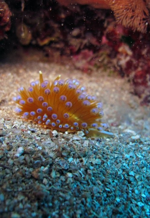 Red Sea