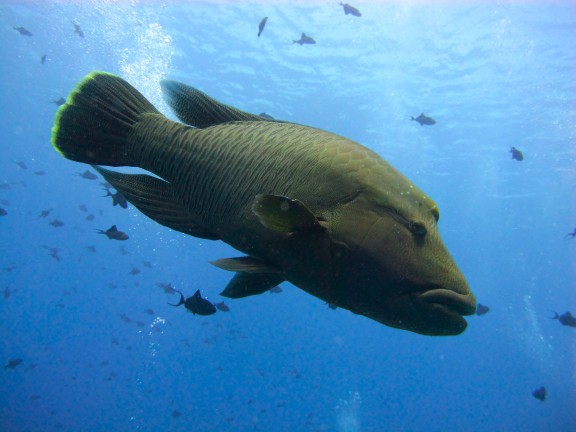 Koror, Palau