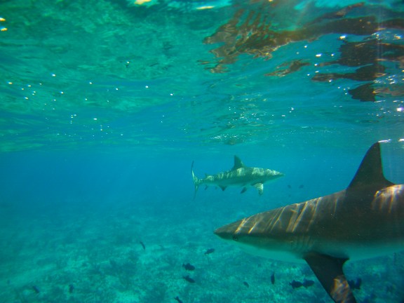 Alice Town, The Bahamas
