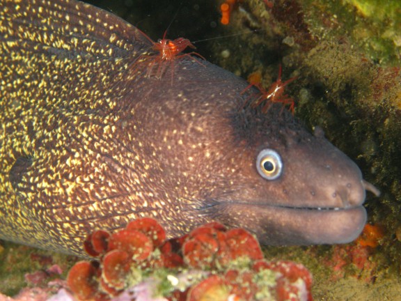 Torroella de Montgrí, Espagne