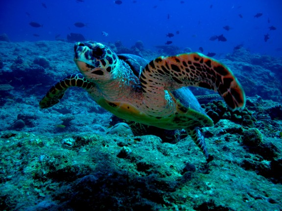 Alif Dhaal, Maldives