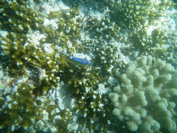Shefa Province, Vanuatu - fish