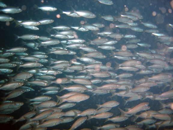 parguera - cabo corrientes