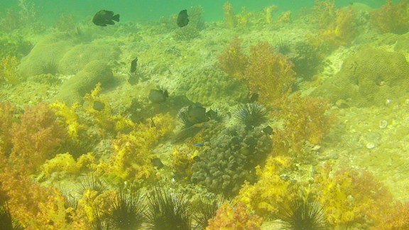 The Gulf of Oman
