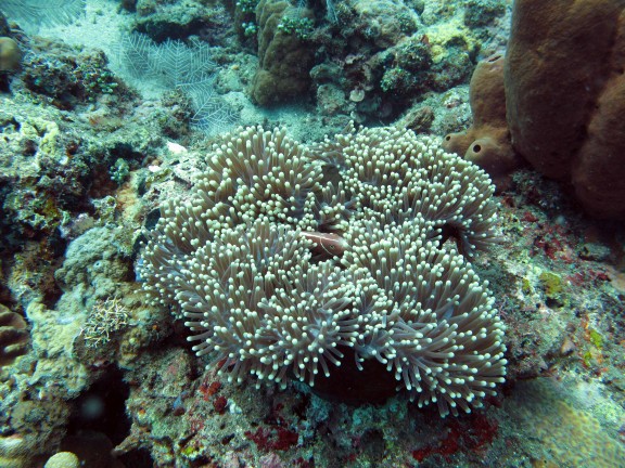Kubu, Indonesia