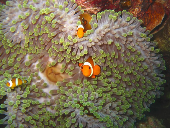 Andaman, Indien