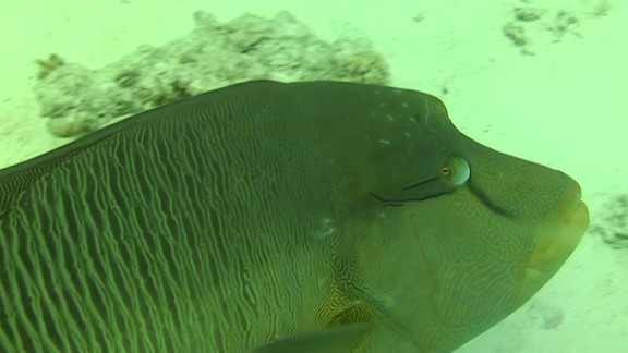 Red Sea