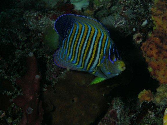 Molas, Indonesia