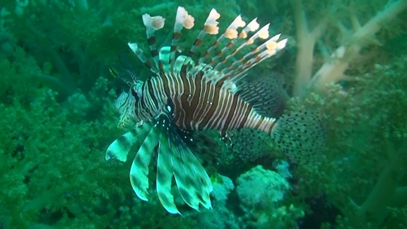 Red Sea