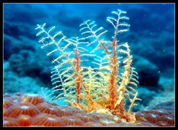 South Andaman, India