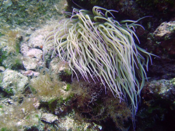 Gulf of Cortez