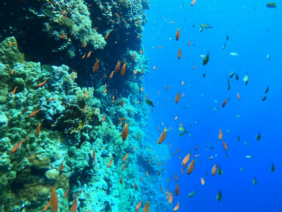 Red Sea, Egypt