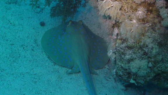 Red Sea