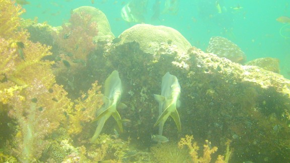 The Gulf of Oman