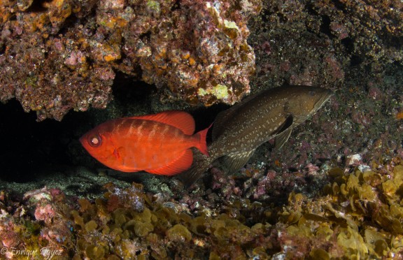 Santa Cruz de Tenerife, España - fish