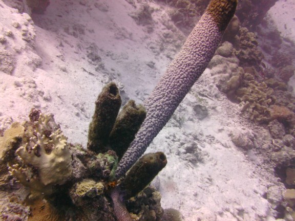 Kralendijk, Caribbean Netherlands