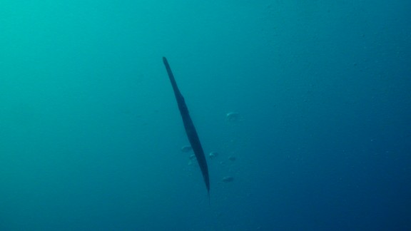 Red Sea