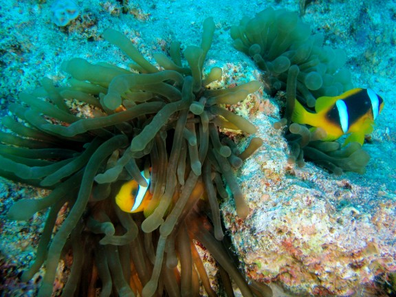 Qesm Sharm Ash Sheikh, Egipto