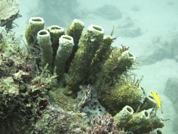 West Palm Beach, United States
