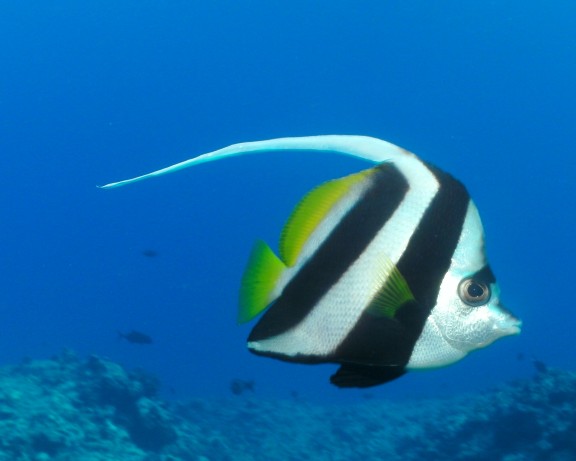 Leeward Islands, French Polynesia