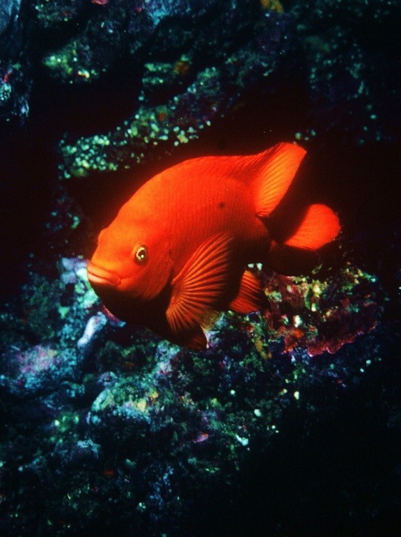 Channel Islands Ca.