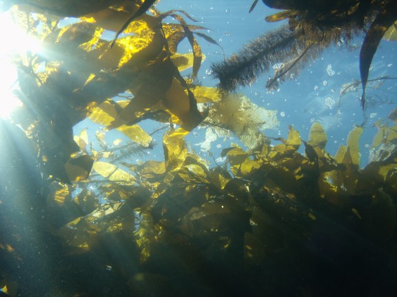Catalina Island, CA
