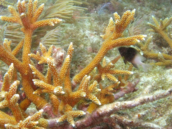 Key Largo