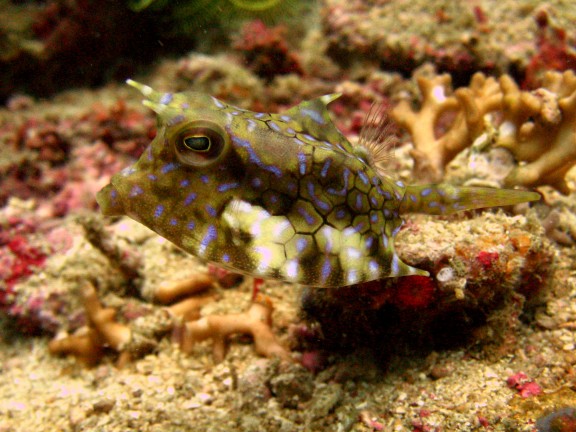 Cebu, Filippinerna