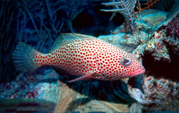 Key Largo, United States