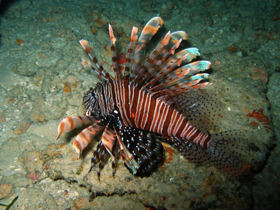 Meemu Atoll, Malediven