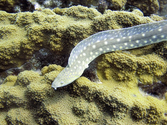 Kralendijk, Netherlands Antilles