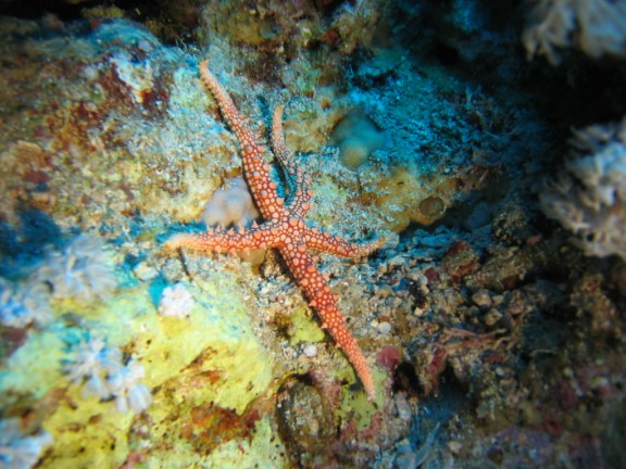 egitto sharm