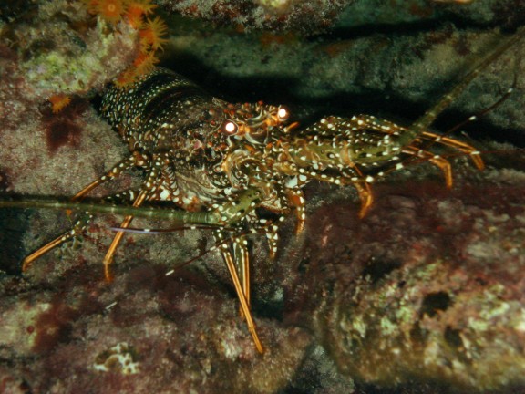 Culebra, Puerto Rico